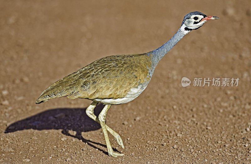 白腹鸨或白腹Korhaan (Eupodotis senegalensis)是一种非洲鸨。肯尼亚安博塞利国家公园。Otidiformes。男性。